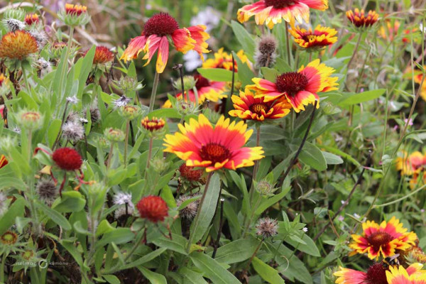 70 Gaillardia Arizona Sun