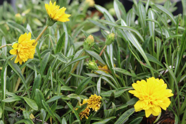 71 Gazania Wellington Yellow