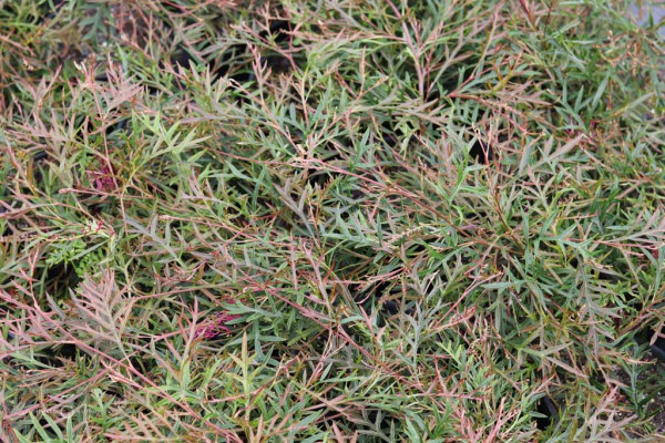 72 Grevillea Bronze Rambler