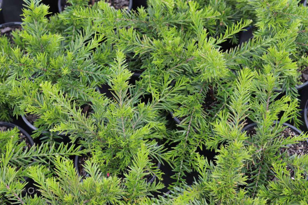 73 Grevillea Nancy Otzen