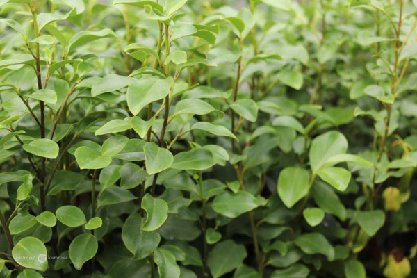 74 Griselinia littoralis