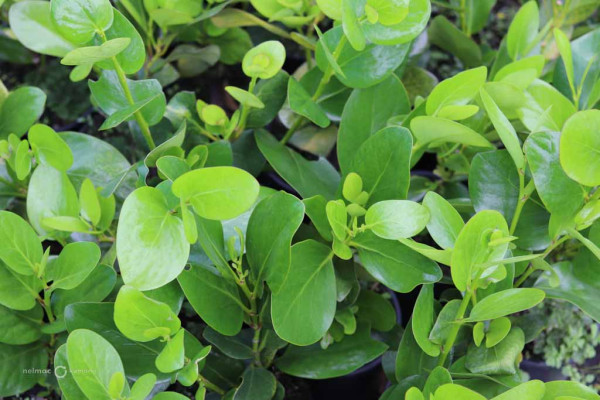 75 Griselinia lucida