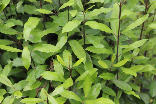 76 Hedycarya arborea