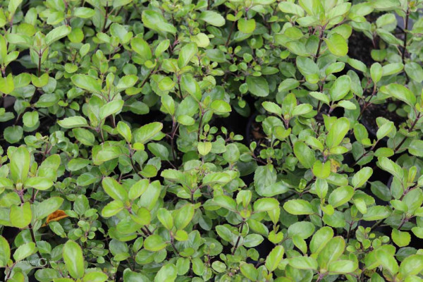 77 Heliohebe hulkeana Veronica hulkeana