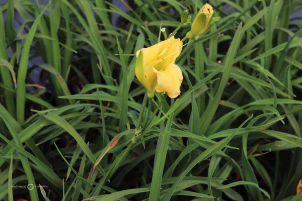 78 Hemerocallis Stella Bella