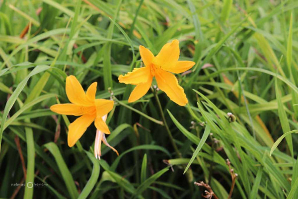79 Hemerocallis Aztec Beauty