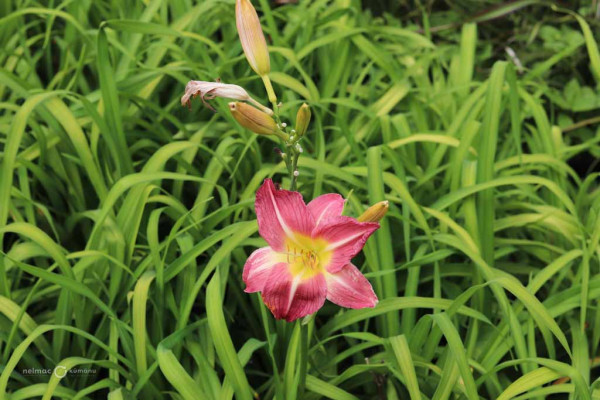80 Hemerocallis Grape Ripple