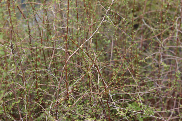 81 Hoheria angustofilia