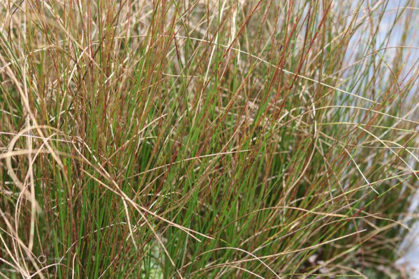 82 Juncus Krausii ssp Australiensis