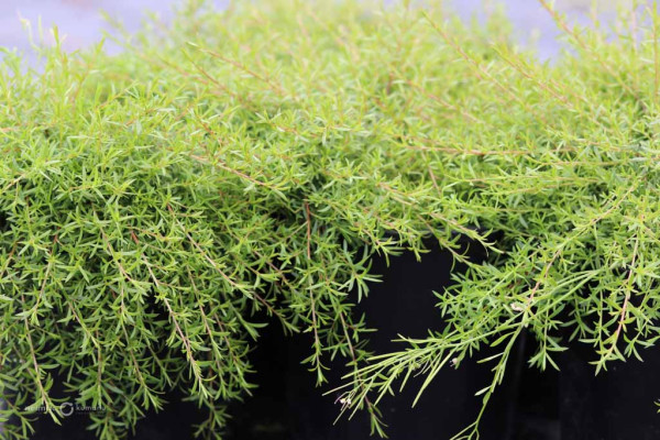 83 Kunzea Little Fox