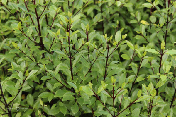 85 Laurelia novae zelandiae