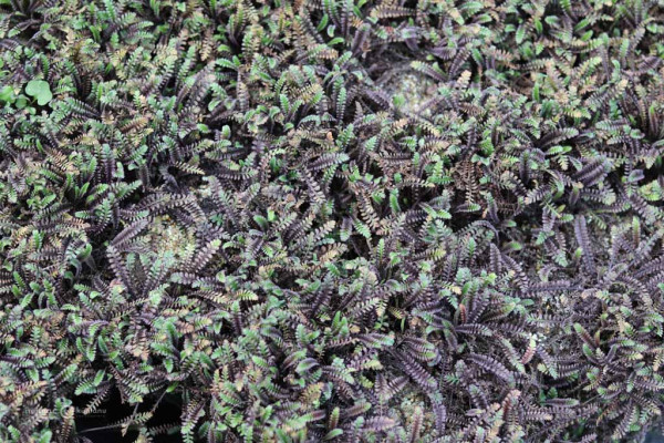 87 Leptinella doica Platts Black