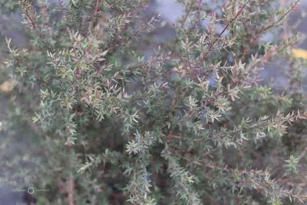 88 Leptospermum Burgundy Queen