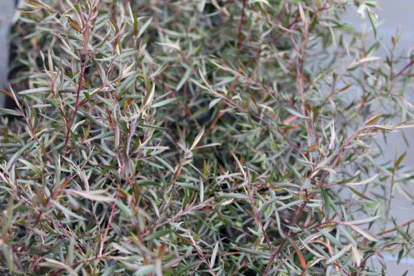 89 Leptospermum Copper Sheen