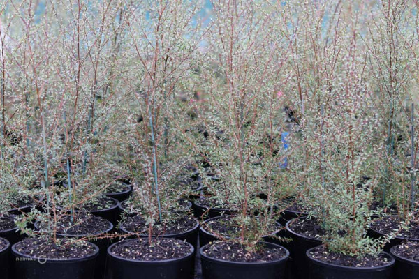90 Leptospermum scoparium