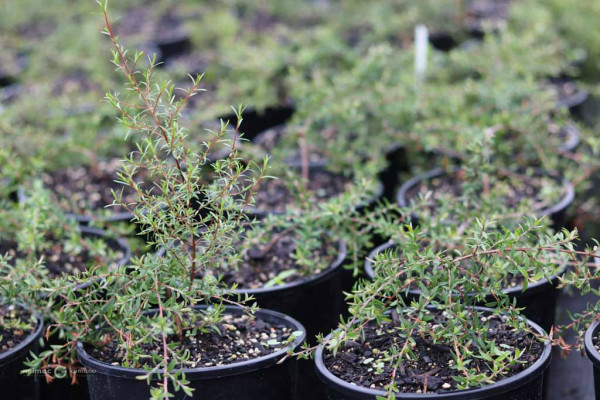 91 Leptospermum scoparium Pillar Point