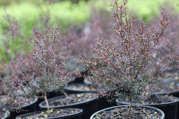 92 Leptospermum scoparium Wiri Kerry