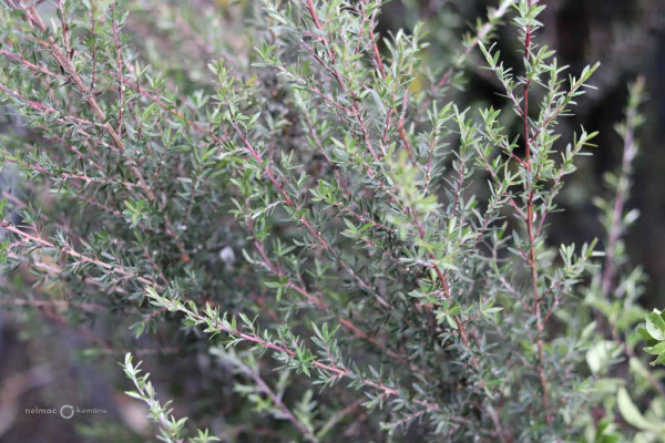 93 Leptospermum Winter Cheer