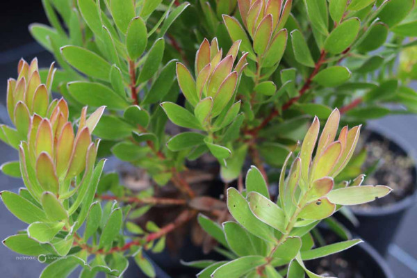 94 Leucadendron Gold Strike