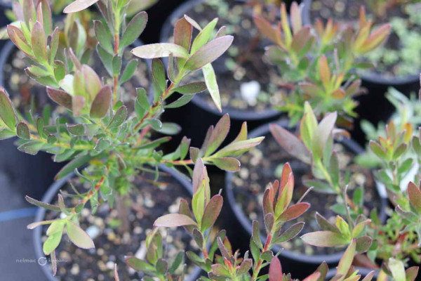 95 Leucadendron Safari sunset