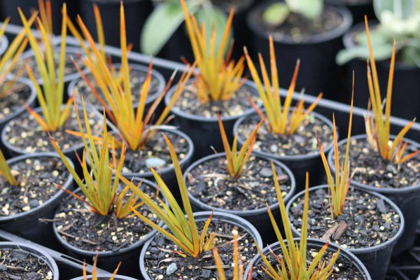 97 Libertia peregrinans