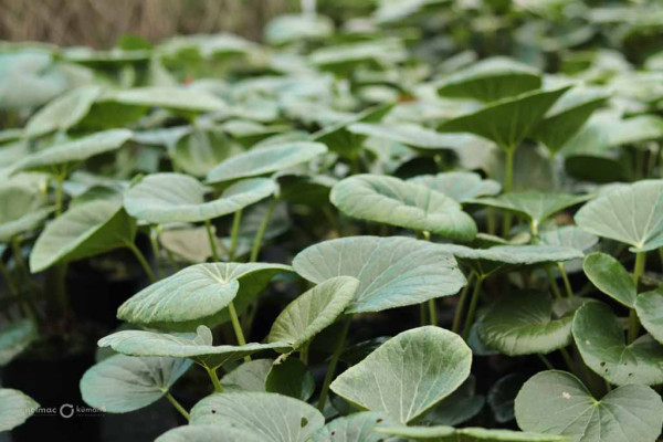 98 Ligularia reniformis