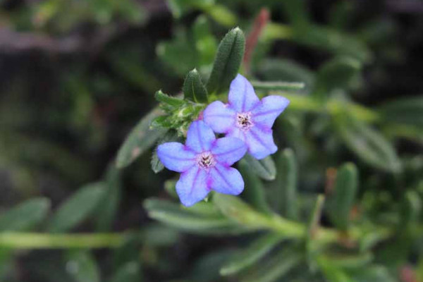 99 Lithodora Grace Ward