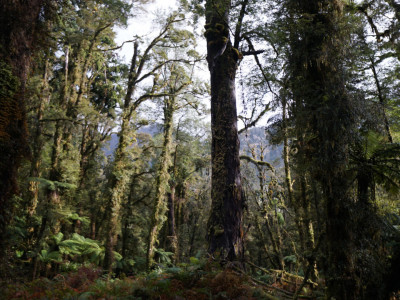 Native reforestation