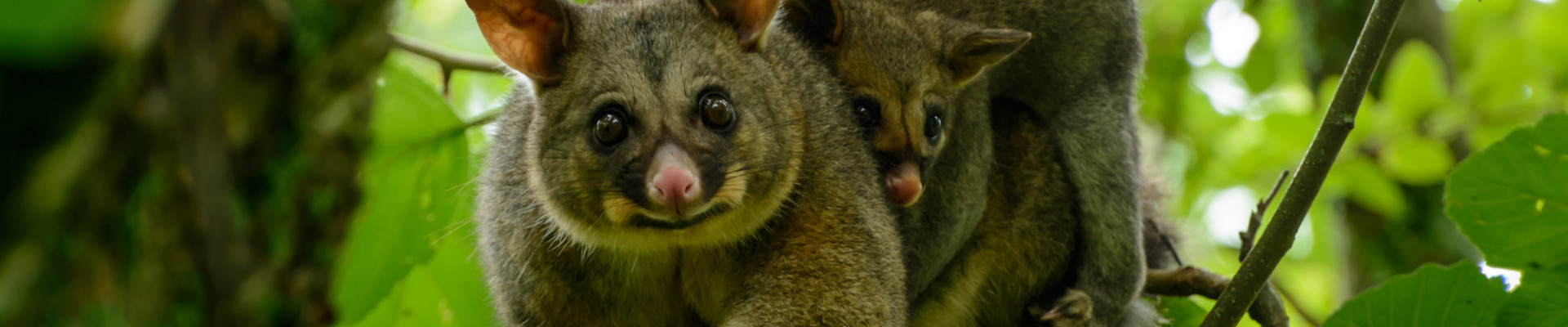 shutterstock 1302556297