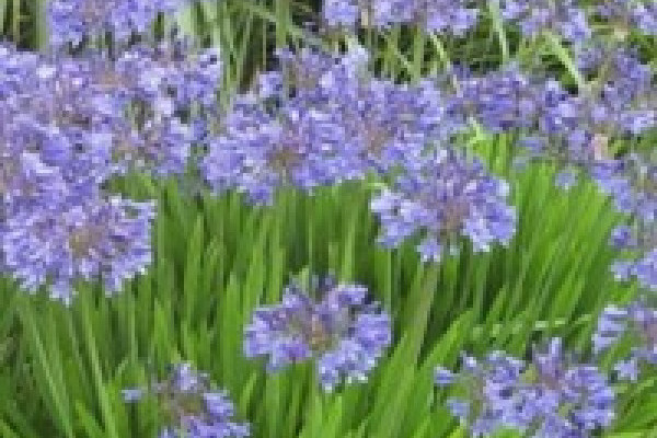 Agapanthus Peter Pan.jpg