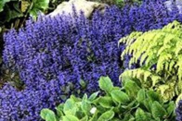 Ajuga Blueberry Muffin.jpg