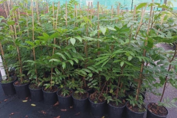 Alectryon excelsus.jpg