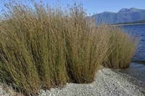 Apodasmia similis.jpg