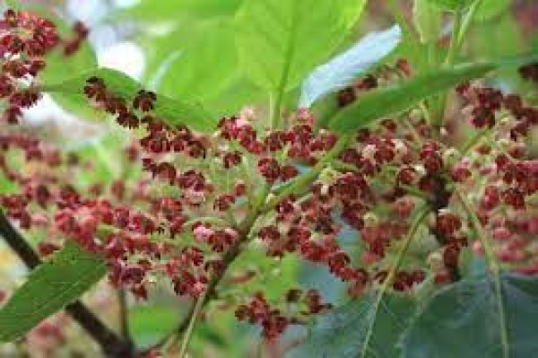 Aristotelia serrata.jpg