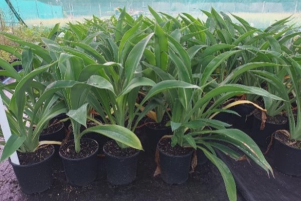 Arthropodium cirratum.jpg