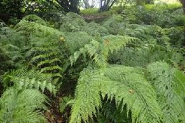 Aslpenium bulbiferum.jpg