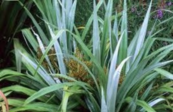 Astelia chatamica.jpg