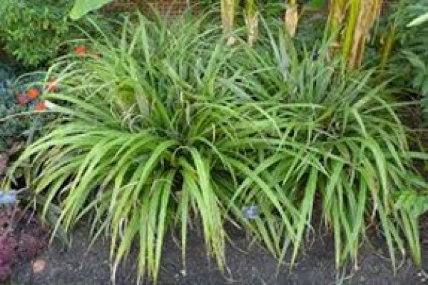 Astelia fragrans.jpg