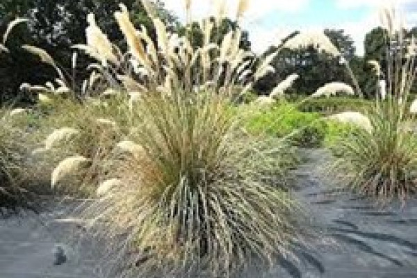 Austroderia richardii.jpg