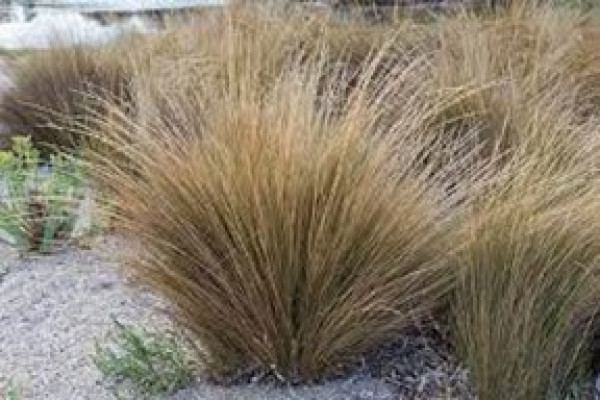 Austrostipa stipoides.jpg
