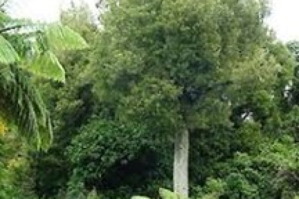 Beilschmiedia tawa.jpg