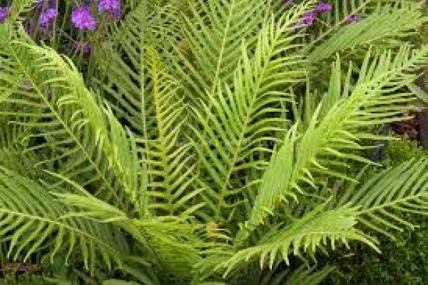 Blechnum Silver Lady.jpg