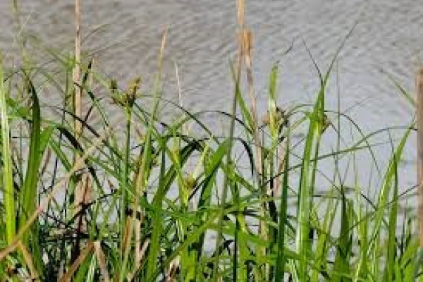 Bolboschoenus caldwellii.jpg