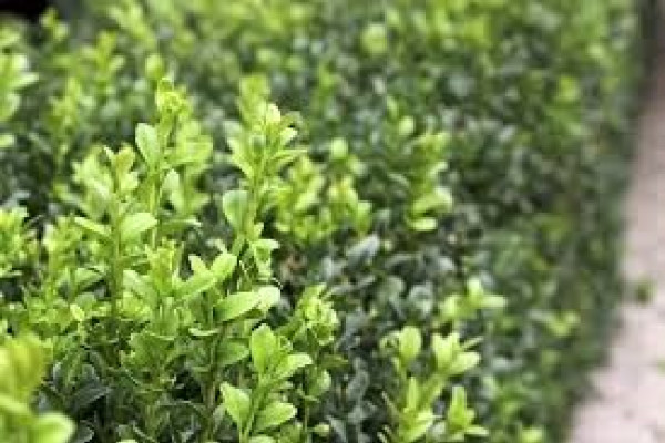 Buxus sempervirens.jpg