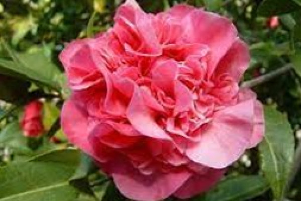 Camellia anticipation.jpg