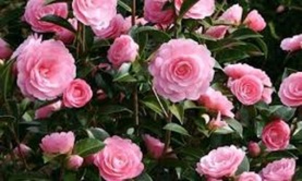 Camellia EG Waterhouse.jpg