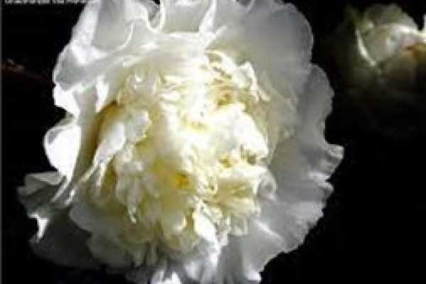 Camellia Elegans Champagne.jpg