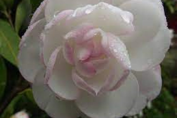 Camellia Paradise Gillian.jpg