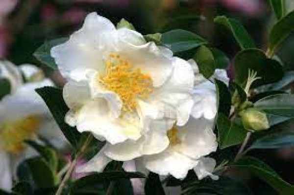 Camellia setsugekka.jpg