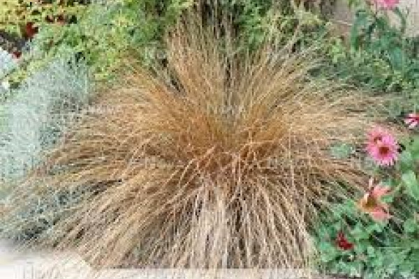 Carex buchananii.jpg